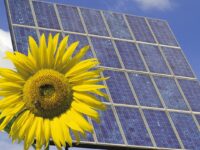 Eine Sonnenblume vor einem Solarpanel.
